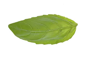 Fresh Herb Photography Imprime: Single basil leaf