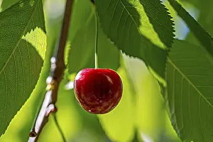 Cherry Tree Imprime: A single cherry on a cherry tree