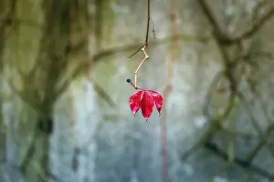 Wild Vine Imprime: Single leaf with fruit cluster