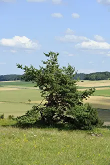 Pine Spruce Forest Landscape Imprime: Single pine tree on a green meadow with fields in the background