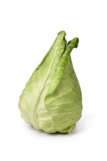 Brassicaceae Plant Imprime: Single pointed cabbage vegetable on white background