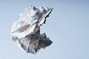 Soft Lighting Photography Imprime: Single seashell reflected on a glossy surface with soft lighting