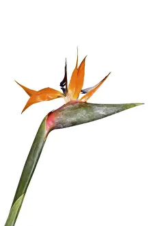 Indoor Plant Photography Imprime: Single Strelitzia