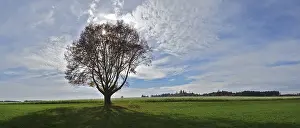 Isolated Tree Landscape Imprime: Single tree against the light