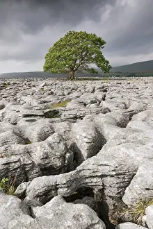 English Rural Landscapes Imprime: Single tree in limestone landscape