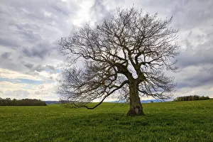 Lone Tree Photography Imprime: Single tree in a meadow with clouds