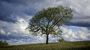 Upper Franconia Landscape Imprime: Single tree in a meadow under dramatic sky with clouds