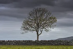 County Clare Scenery Imprime: Single tree with a stone wall and a dramatic sky