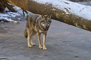 Gray Wolf In Winter Imprime: A single wolf standing next to a fallen tree trunk on a patch of ice