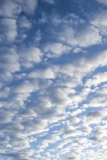 Fleecy Cloud Formation Imprime: Sky with cirrocumulus clouds, fleecy clouds