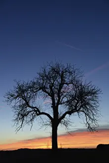 Agricultural Landscapes Imprime: Sky, cloud, evening, clouds, tree