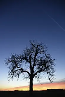 Evening Light Atmosphere Imprime: Sky, cloud, evening, clouds, tree