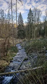 Bare Trees Germany Imprime: A small stream flows through the wintry forest