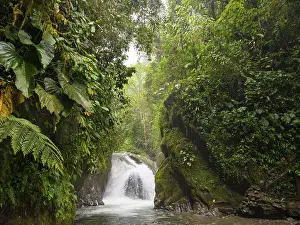 Waterfall In The Woods Imprime: Small waterfall in the cloud forest