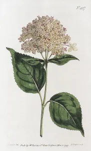 Hydrangeaceae Inflorescence Imprime: Smooth Hydrangea or (Hydrangea arborescens)
