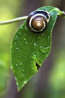 Leaf Detail View Imprime: Snail on leaf