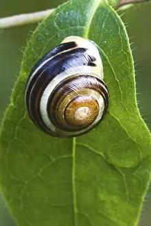 Leaf Detail View Imprime: Snail on leaf