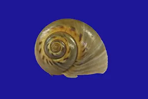 Snail Shell Imprime: Snail shell