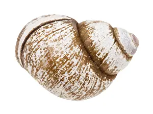 Caracoles Imprime: Concha de caracol sobre fondo blanco.