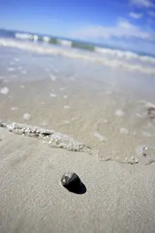 Close Up Snail Shell Imprime: Snailshell on the beach
