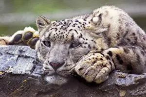 Wildlife Photography Animal Imprime: Snow Leopard In Captivity