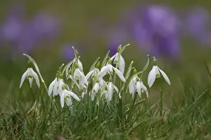 No People Flowering Scene Imprime: Snowdrops, crocuses in the background