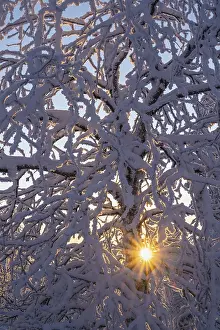 Backlit Birch Tree Imprime: Snowy birch tree against light