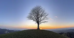 Hilly European Countryside Imprime: Solitaire lime tree on Drumlin