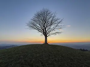 Berna Imprime: Árbol de limonero solitario en Drumlin.