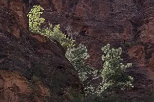 Outdoor Travel Photography Imprime: Sparse vegetation on red sandstone cliffs
