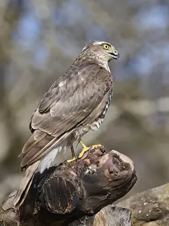 Accipitridae Species Imprime: Sperber