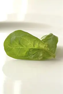 Raw Food Photography Imprime: Spinach
