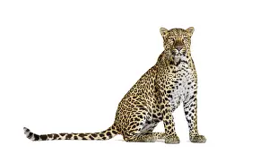 Leopard Photography Imprime: Spotted leopard standing in front and facing at the camera