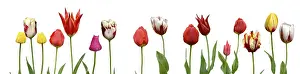 Spring Flowering Plants Imprime: Spring