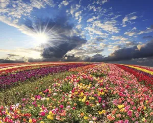 Farmland Landscape Imprime: Spring cloud illuminated by the sunset