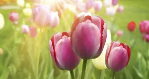 Vernal Flower Arrangement Imprime: Spring concept of the celebration