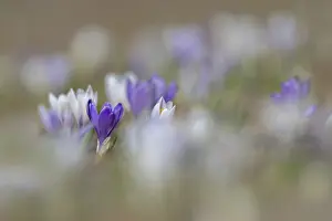 Tyrol Austria Nature Imprime: Spring crocus (Crocus albiflorus)