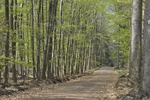 Beech Forest Scenery Imprime: Spring forest, forest, path, forest path