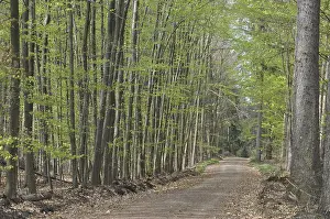 Forest Track Photography Imprime: Spring forest, forest, path, forest path