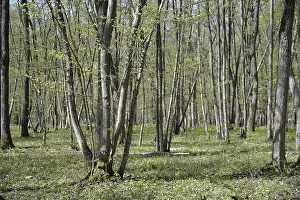 Franconia Nature Photography Imprime: Spring, forest, spring, landscape