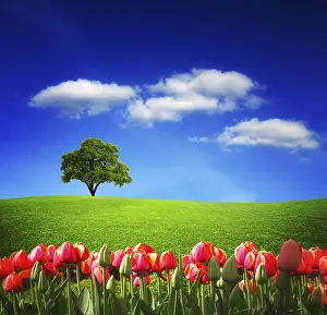 Spring Landscape Photography Imprime: Spring landscape