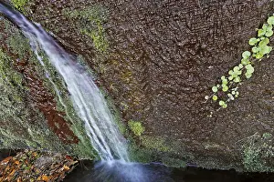 Madeira Waterfall Imprime: A spring at the Levada to the Risco waterfall