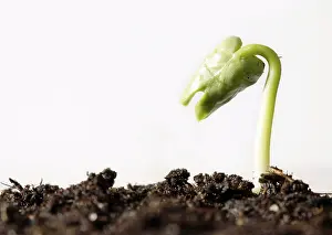 Springtime Plant Life Imprime: Spring ! - Sapling on soil full of nutrients