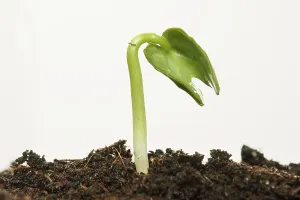 Planting Season Imprime: Spring ! - Sapling on soil full of nutrients