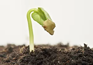 Studio Shot Of Trees Imprime: Spring ! - Sapling on soil full of nutrients