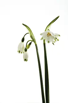 Spring Snowflake Imprime: Spring Snowflake