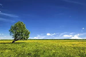 Spring Background Imprime: Spring summer background