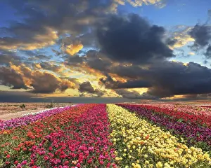 Stormy Weather Forecast Imprime: Spring thundercloud closes the sky