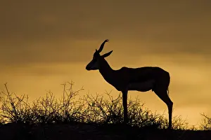 Antelope Species Imprime: Springbok