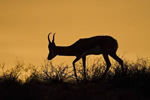 Bovid Mammal Imprime: Springbok
